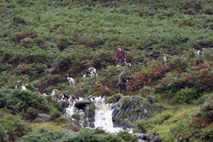 Coniston Foxhounds photographs by Betty Fold Gallery